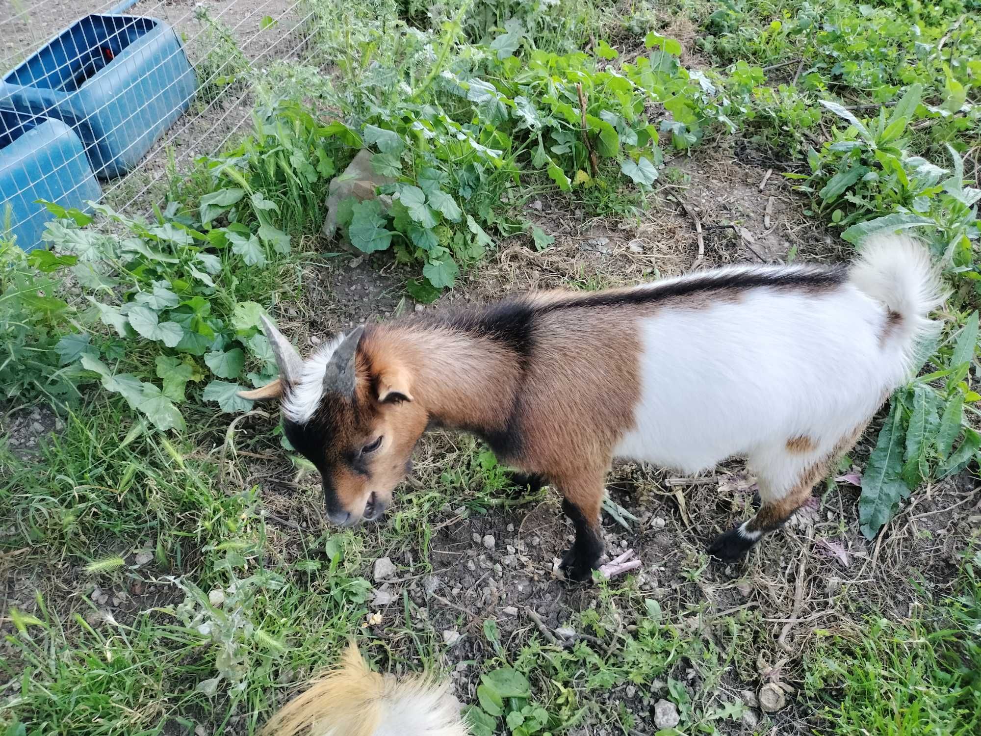 Vendo casal Cabras Anãs