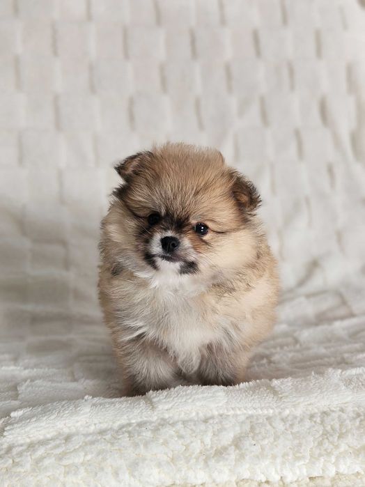 Szpic miniaturowy - pomeranian - rudy