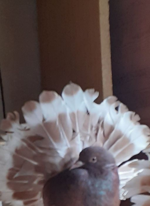 Pawiki samiec gołębie ozdobne