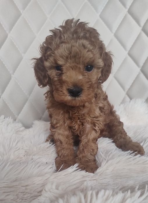 Cudna Maleńka Suczka Pudel Toy - Red Brown - Do Rezerwacji!