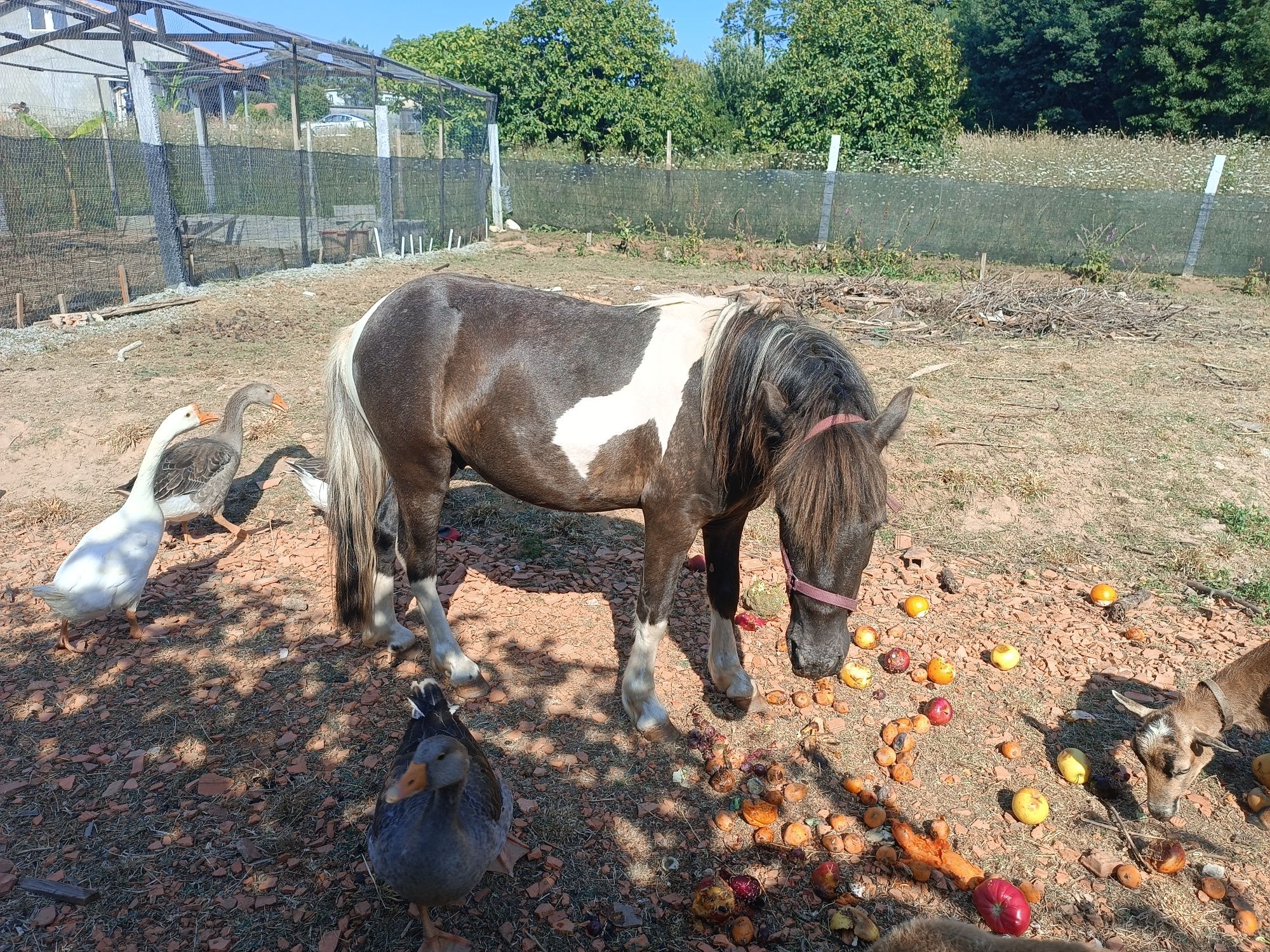 Cavalo Jovem macho