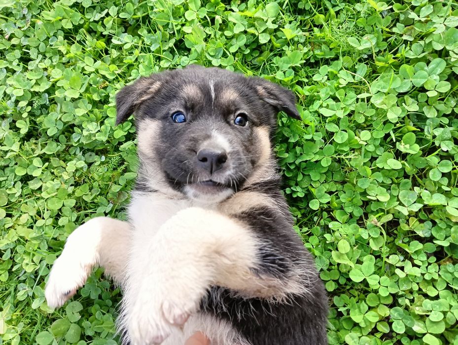 Oddam pieski w dobre ręce