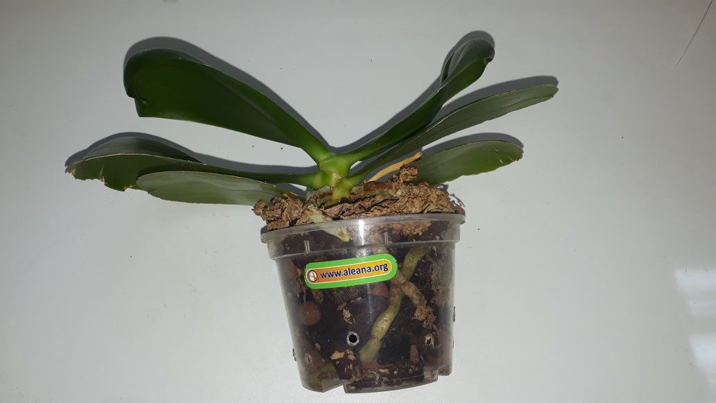 Орхидея фаленопсис Супер Зебра  phal. KS Super Zebra