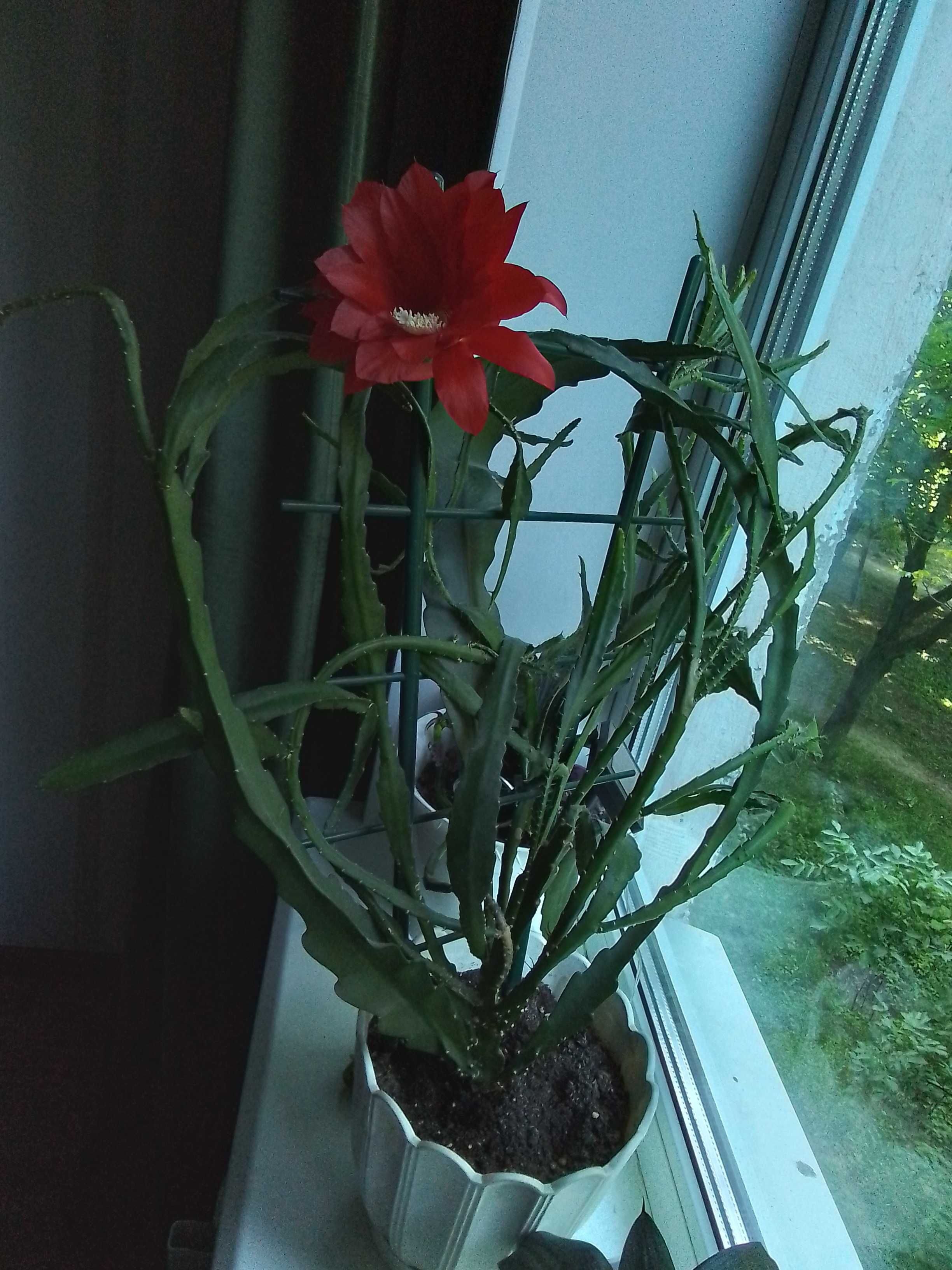 Кактус Эпифилиум (красные цветы) в большом горшке