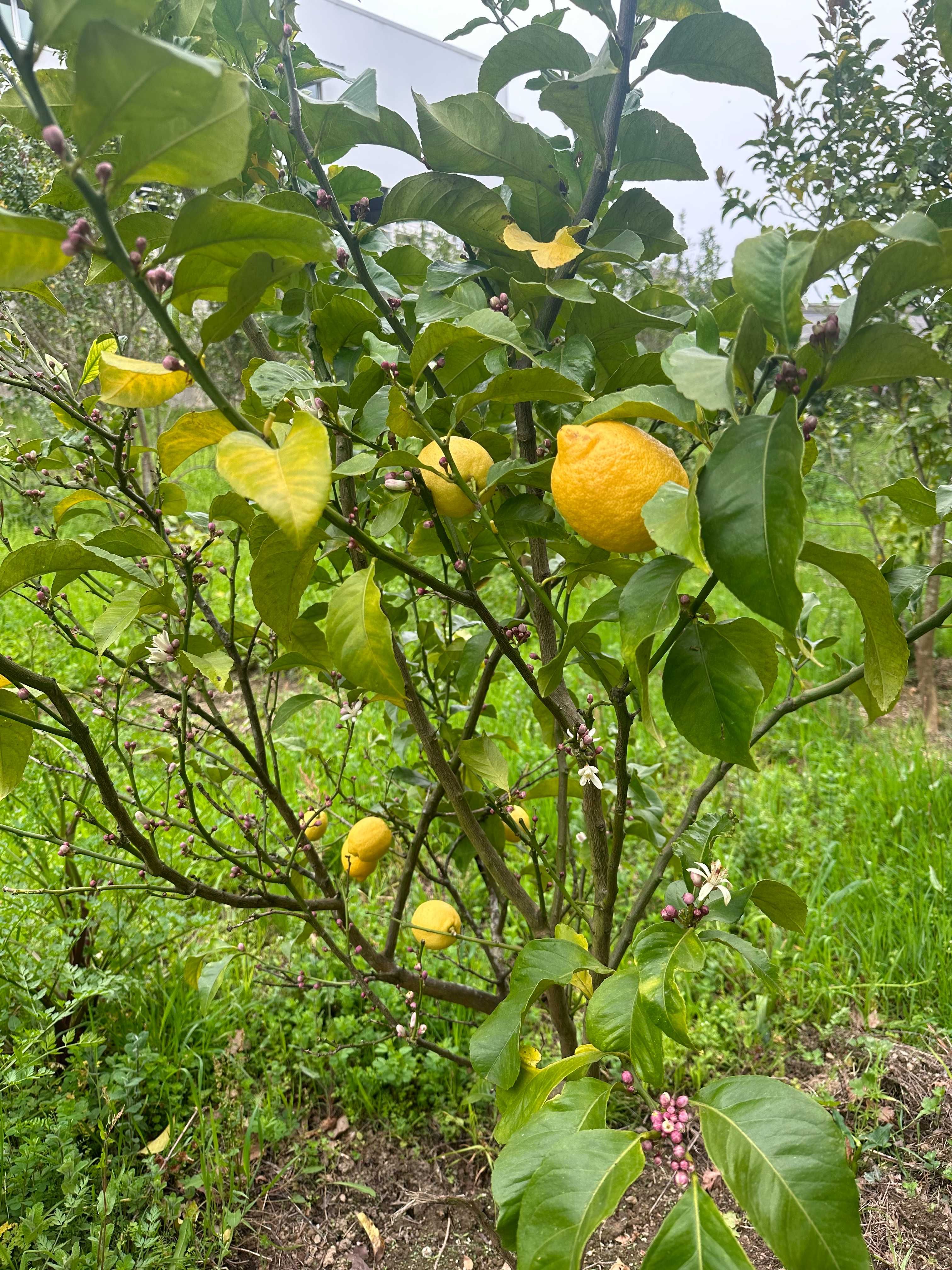 Limões Sicilianos