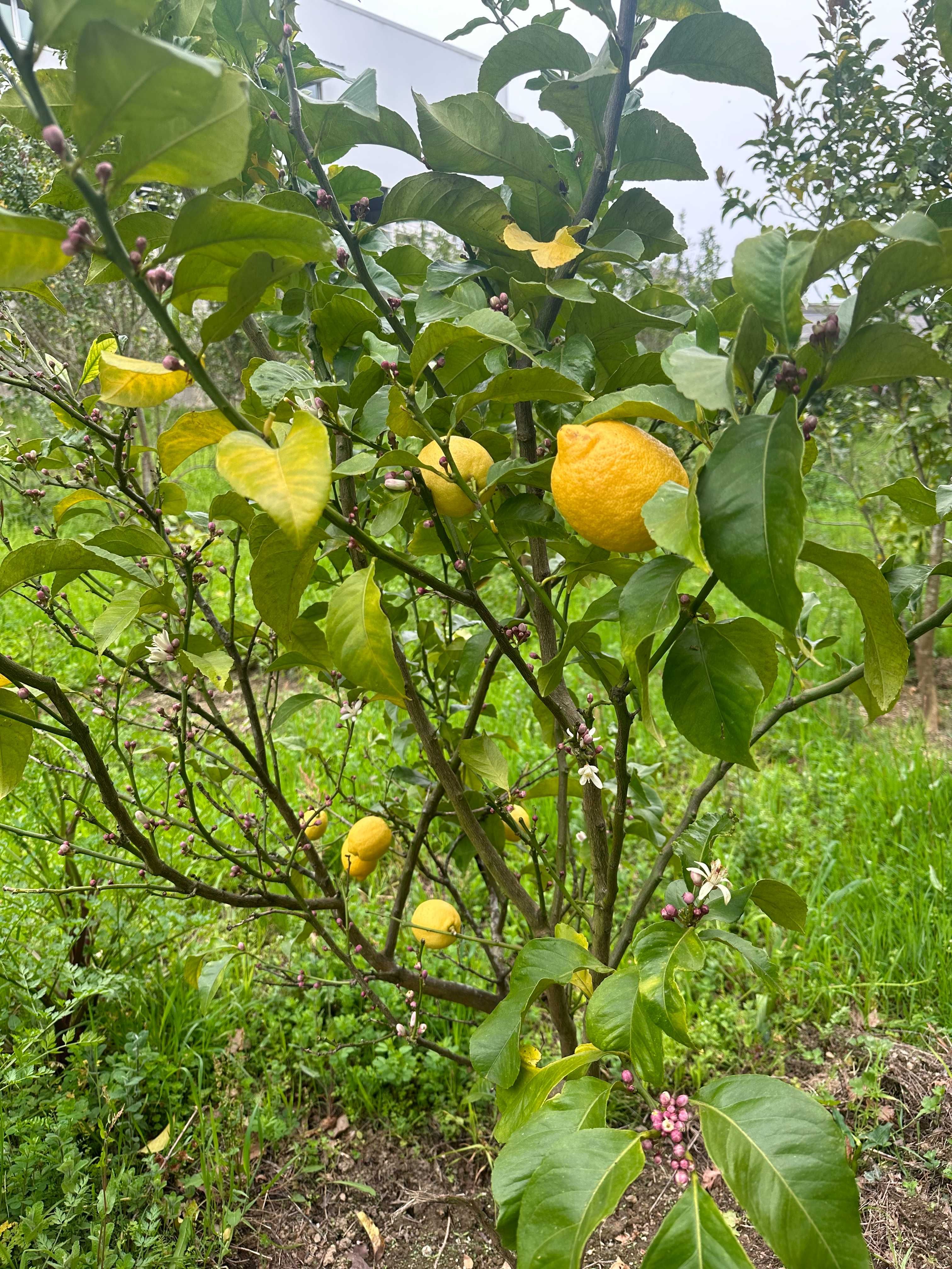 Limões Sicilianos