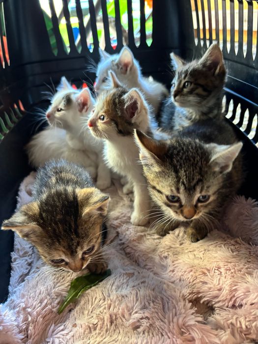 Koty do adopcji, 7 kociaków szuka domu. Oddam jak najszybciej.
