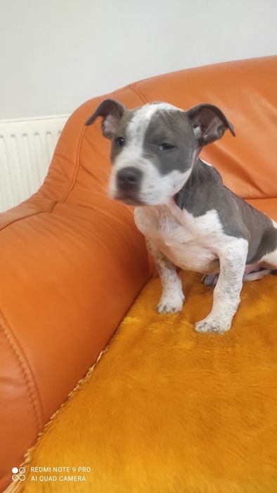 Amstaff dzewieciotygodniowy blu