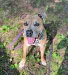 Dingo - amstaff szuka nowego domku