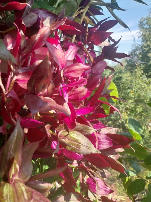 набором саджанці 15 штук  різних квітів пеларгонии,традесканция,плющ