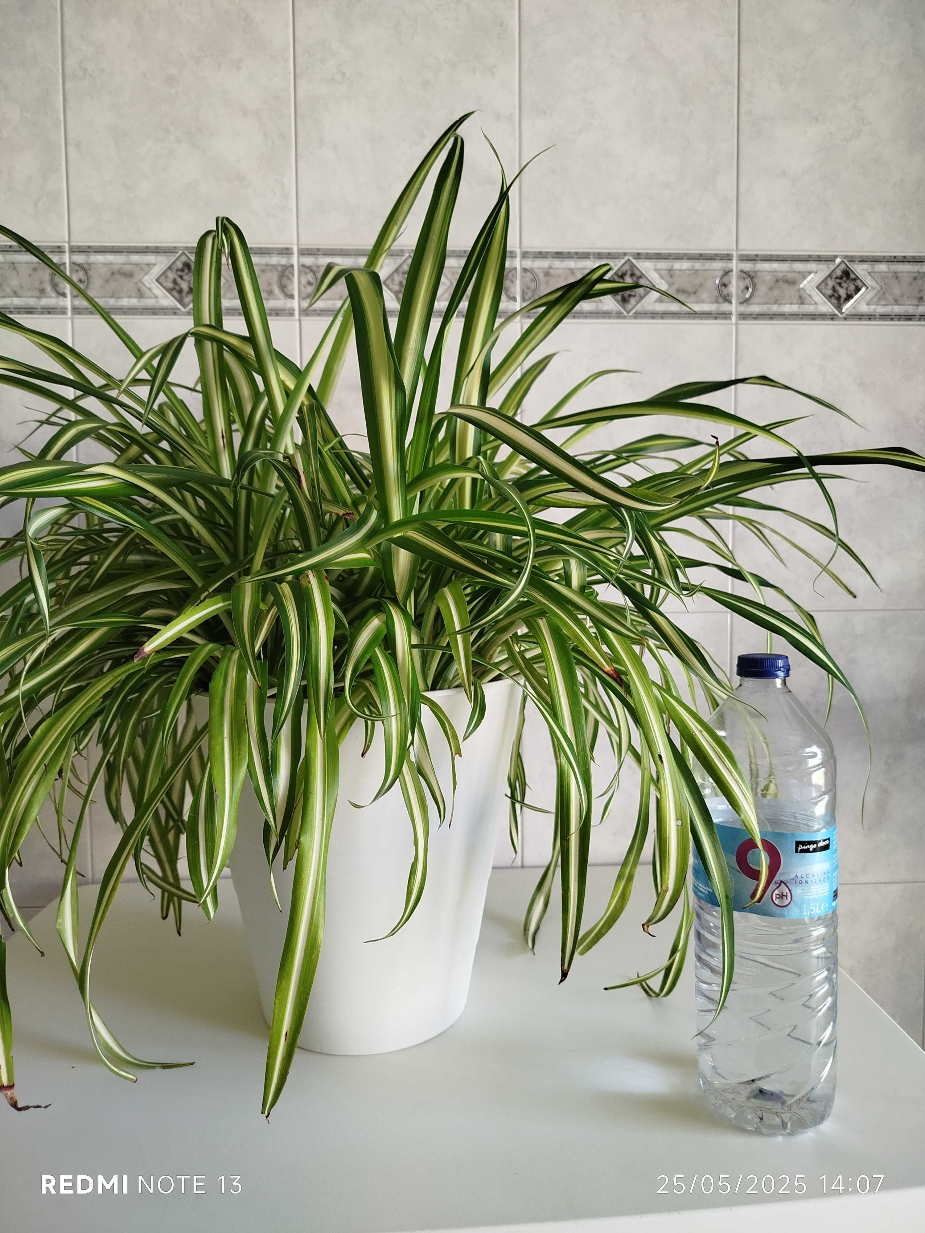 Vaso com planta Chlorophytum