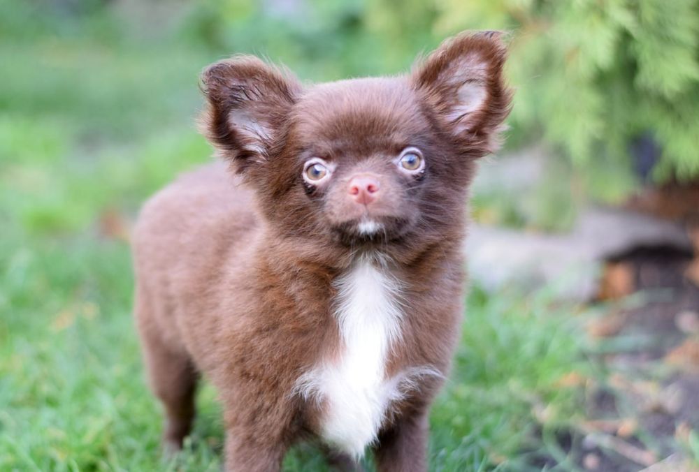 Довгошерстна дівчинка чихуахуа