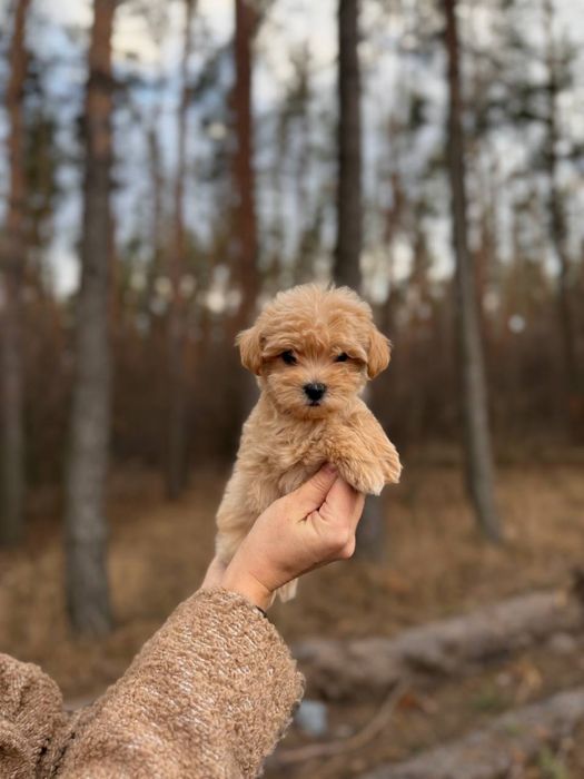Мальтіпу, мальтипу, Той пудель