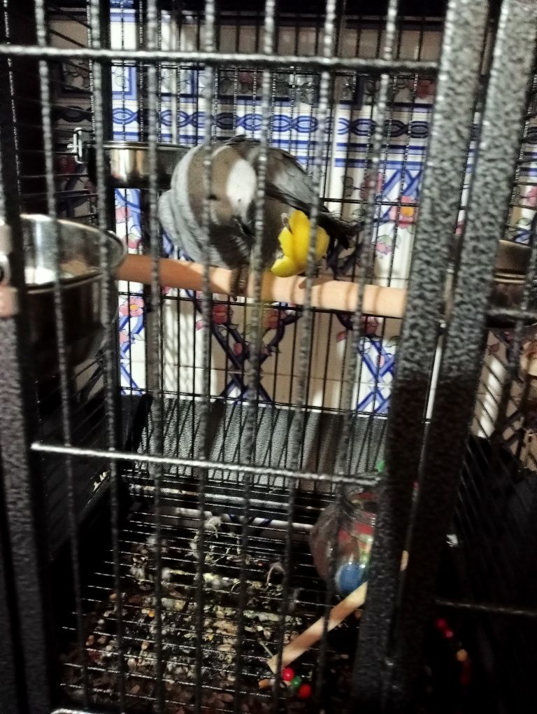 Vendo papagaio e gaiola só vendo junto e por motivos pessoais e de doe