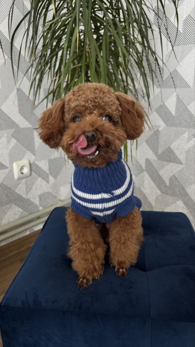 Вязка той пудель Китай