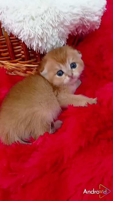 Необыкновенно красивая девочка золотая шиншилла вислоухая