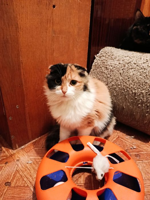 Вісловуха дівчинка шукає дім