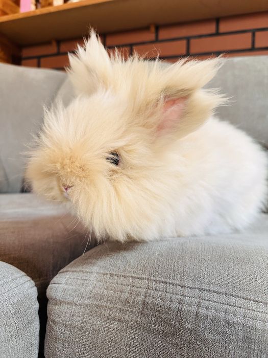 Królik rex Puszek