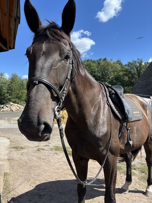 Sprzedam klacz wielkopolską