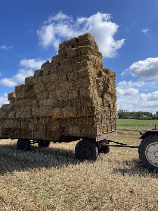 Słoma  , siano w kostkach