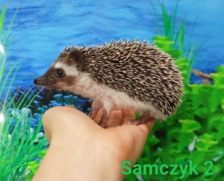 Jeż pigmejski/Jeżyki‼️Owojone‼️Młodziutkie-Samce +Książeczki zdrowia‼️