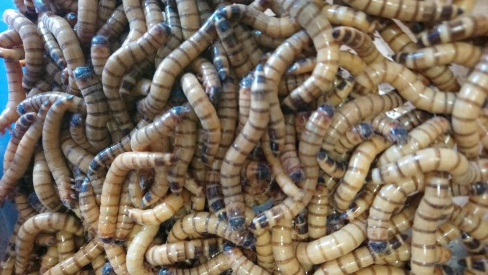 Tenébrio molitor / bicho trela / larva da farinha - Alimento vivo