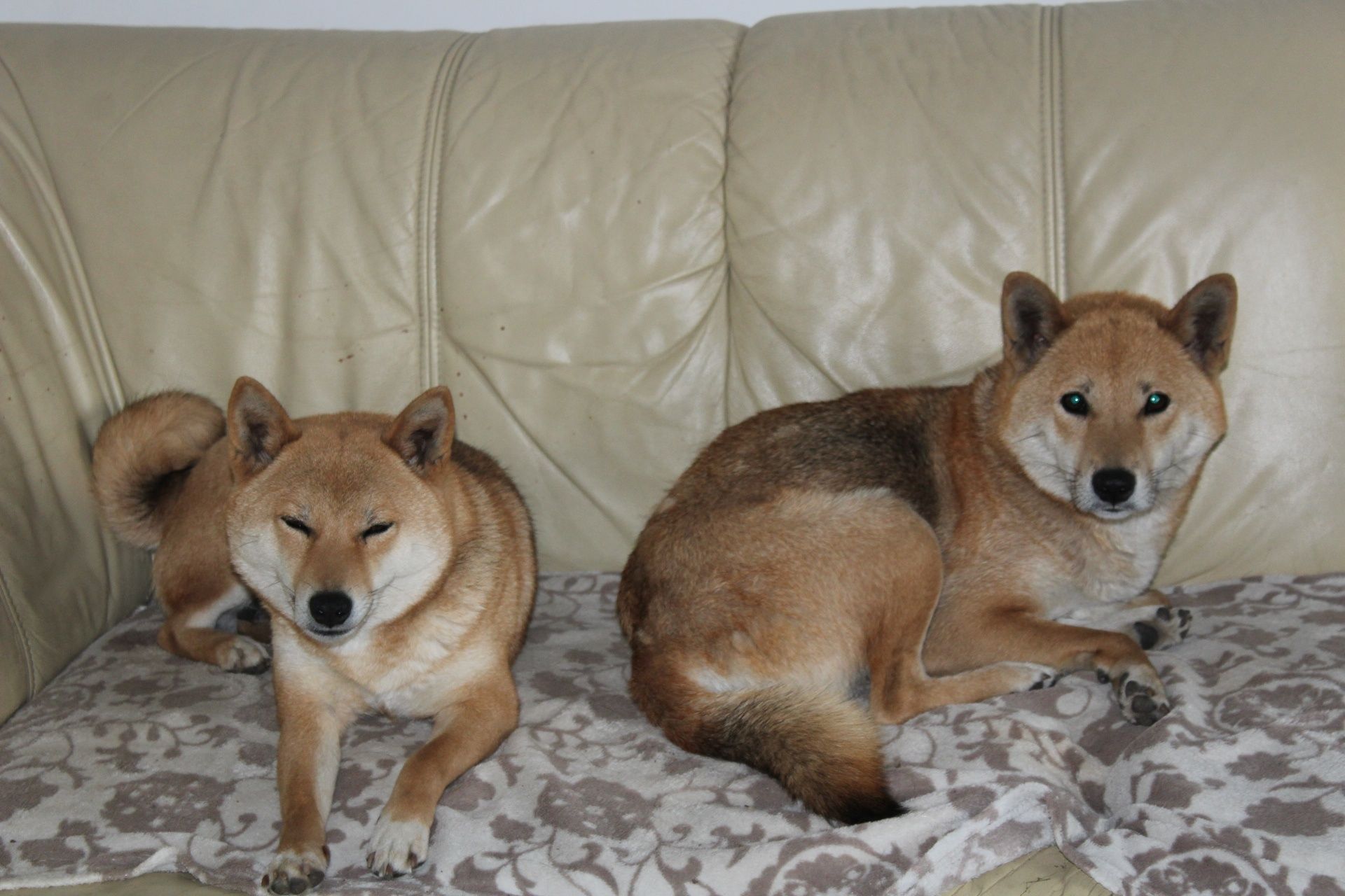 Suczka * SHIBA INU *  * Hoshi *   Do ODBIORU