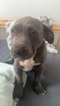 Piesek American Bully