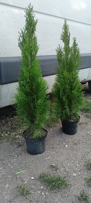 Tuja,tuje szmaragd 100 cm