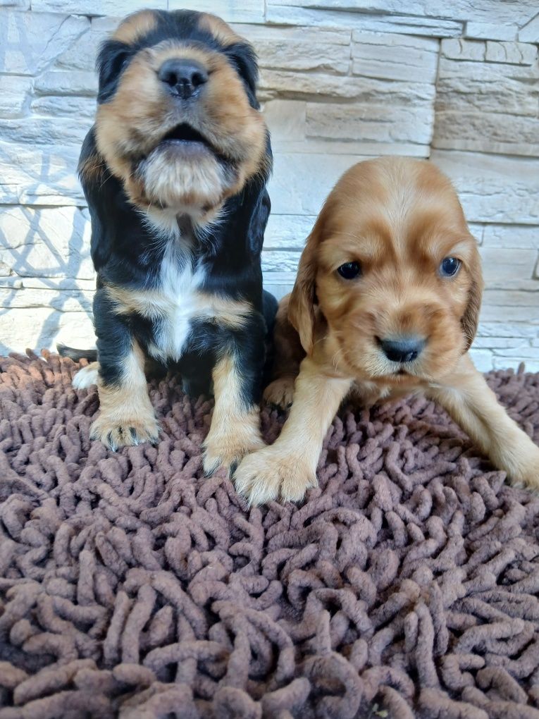 Cocker Spaniel Angielski
