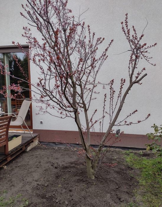 Sadzenie drzew  krzewow nasadzenia zastepcze wycinka drzew formalnosci