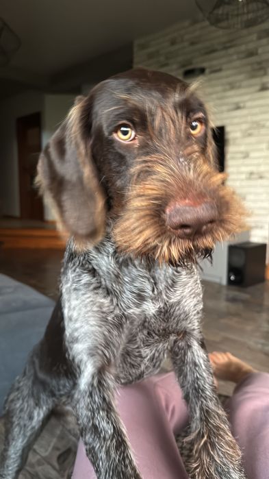 Wyżeł niemiecki. Cudowna suczka 7 mcy szuka kochającego domu.