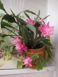 Эпифиллум Epiphyllum 'Deutsche Kaiserin'