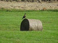 Inwentaryzacja przyrodnicza ekspertyza waloryzacja fotowoltaika