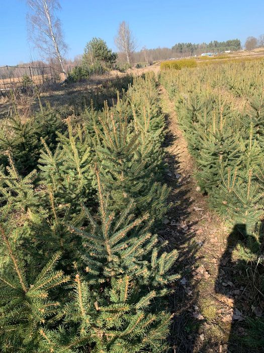Świerk srebrny Picea pungens Glauca40-100 cm.