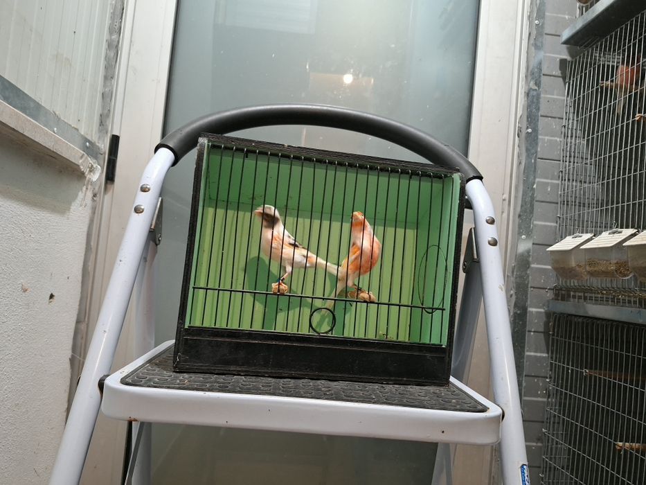 Canarios alecrim portugues