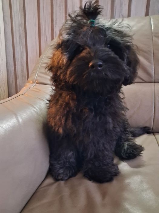 Shih Poo przepiękny piesek juz ostatni ! Czarno srebrny !