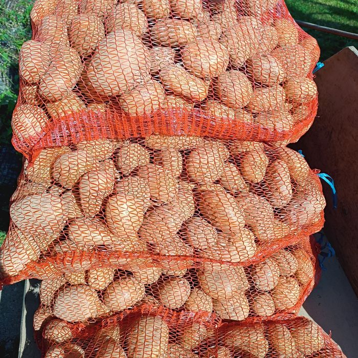 ziemniaki z certyfikatem ekologicznym - CATANIA ,DENAR,LORD,VINETA