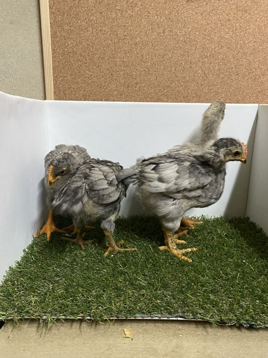 Pintos varias cores e idades