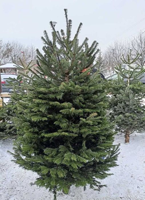 Choinki z plantacji z Danii jodły kaukaskie klasa PREMIUM odbiór 24/7!