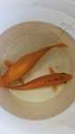 Carpas koi 20 a 30 cm  Hikarimono / Ogon -