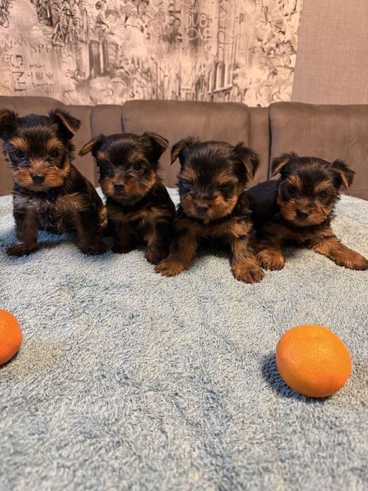 Продам міні Йорків