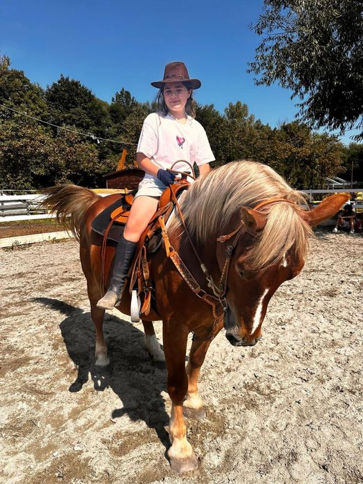 Piękna klacz kasztanka ,źrebna, typ pogrubiany