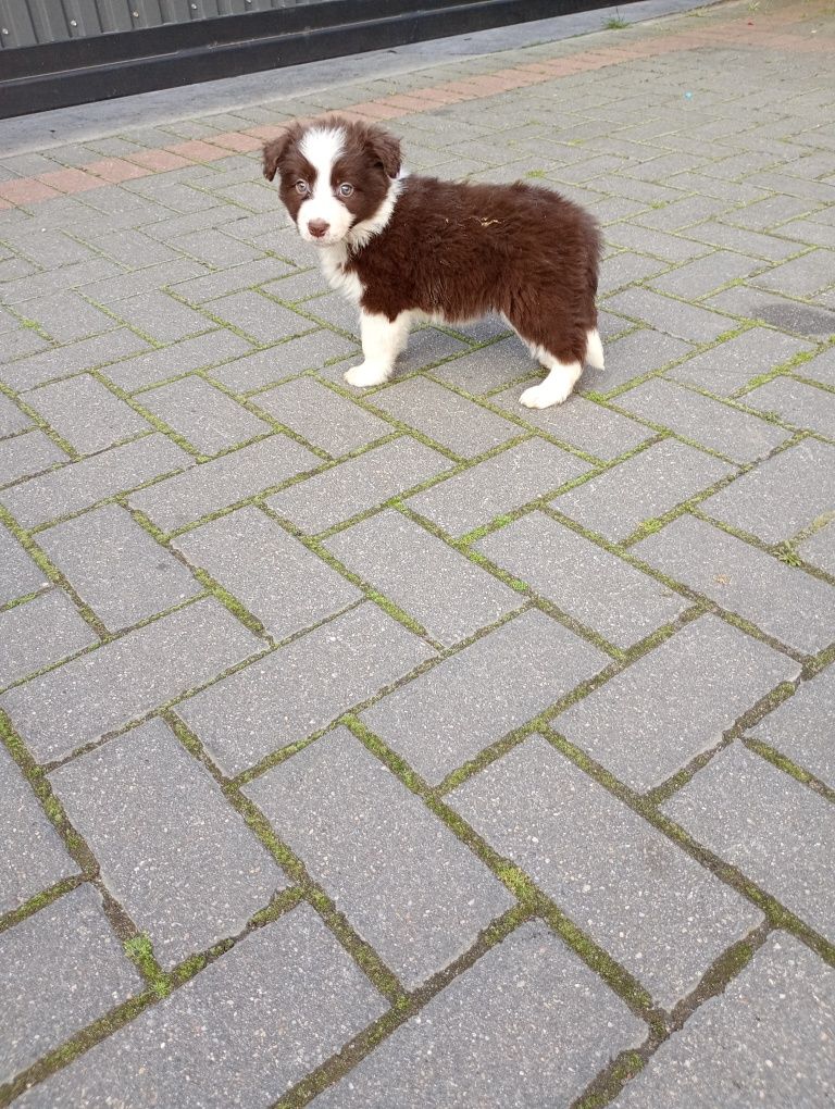 Border Collie red merle gotowe do odbioru