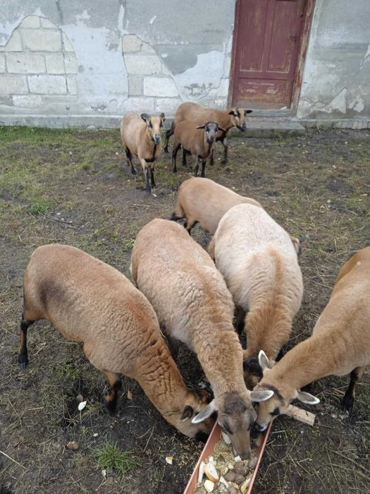 Owce kameruńskie matki kotne