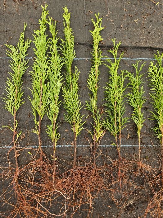 Tuja Smaragd - Szmaragd, trzyletnie sadzonki
