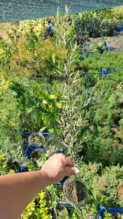 Міскантус Тамарікс Бересклет Туя на штамбі Кипарисовик лавсона Верба к