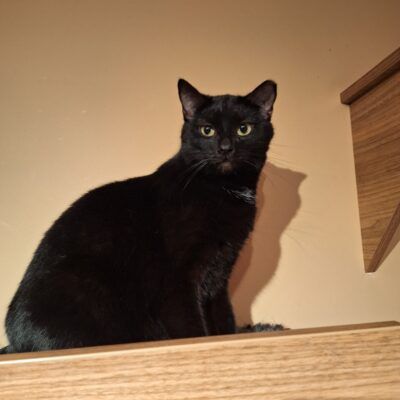 Black szuka kochającego domu
