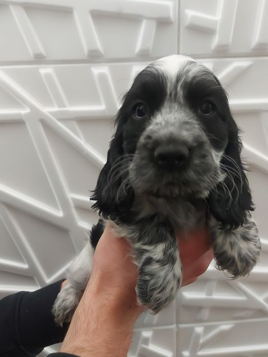 Cocker spaniel angielski