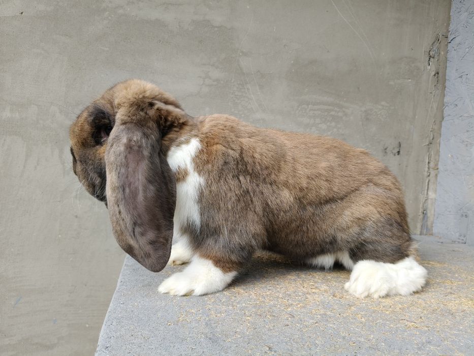 Króliki Francuski Baran